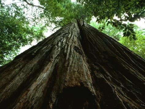 найвище дерево в світі фото