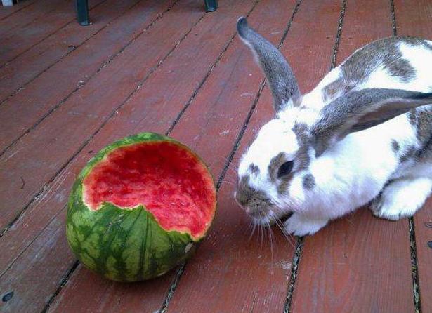 can a decorative rabbits watermelon