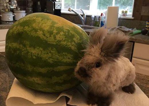 can I tend the rabbits watermelon