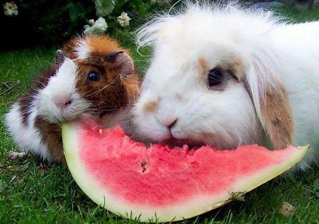 can you give watermelon decorative rabbits