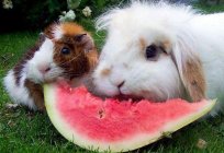 Can a rabbit a watermelon? The advice of a veterinarian