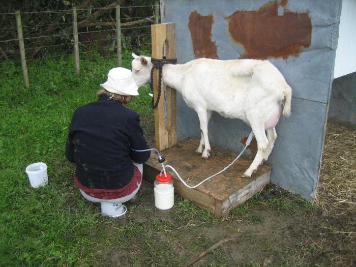 як зробити верстат для доїння кіз