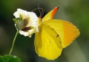 a Bela borboleta