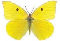 Jak wygląda motyl-лимонница? Fascynujące!