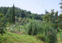 Kolejka linowa (Soczi, arboretum): opinie turystów