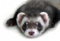 How to wean ferret biting in the home: effective methods, techniques and reviews