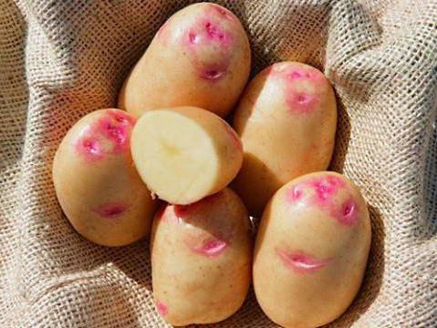 das Aussehen der Kartoffeln Picasso Foto