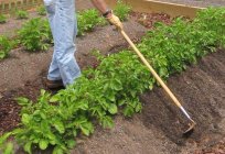 Potato Picasso: description. Tips on planting and care