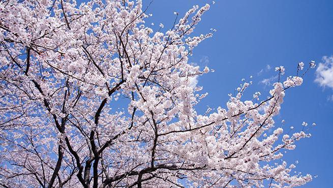 チェーホフ桜の園の特性阿仁