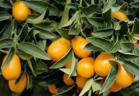 Қалай отырғызу, размножать, қамқорлық: Citrus Fortunella - әр үйде қуаныш