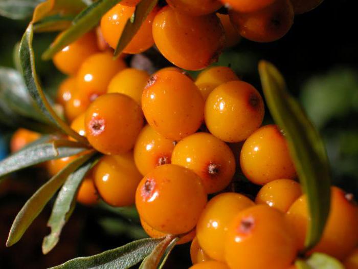can the sea buckthorn pregnant in the early stages