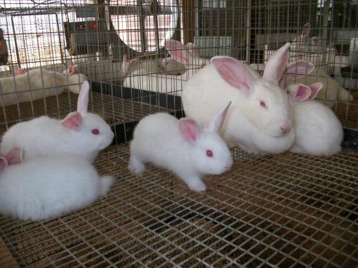 Warum das Kaninchen frisst Ihre Kaninchen