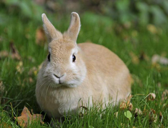 Кролиководство dlaczego królik zjada nowonarodzonych królików