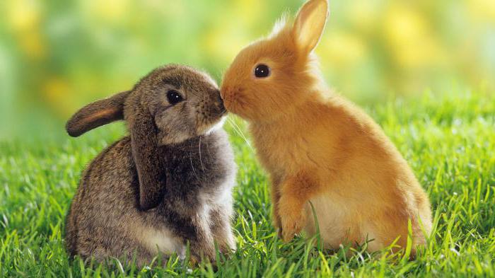 Neden bir dişi tavşan yiyor onun dayanılmaz bebek tavşan bir hafta