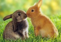 Why the rabbit eats his rabbits? What to feed the rabbit after breeding? Rabbits