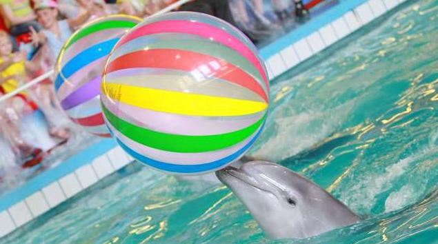 yaroslavl golfinhos agenda