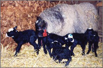 Rasa owiec романовская zdjęcia