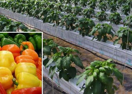formation of sweet pepper