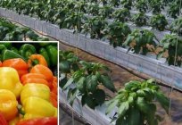 The formation of pepper in greenhouse and open field