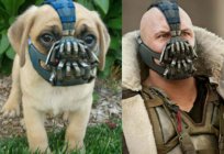 Muzzles for dogs: photos and tips for choosing