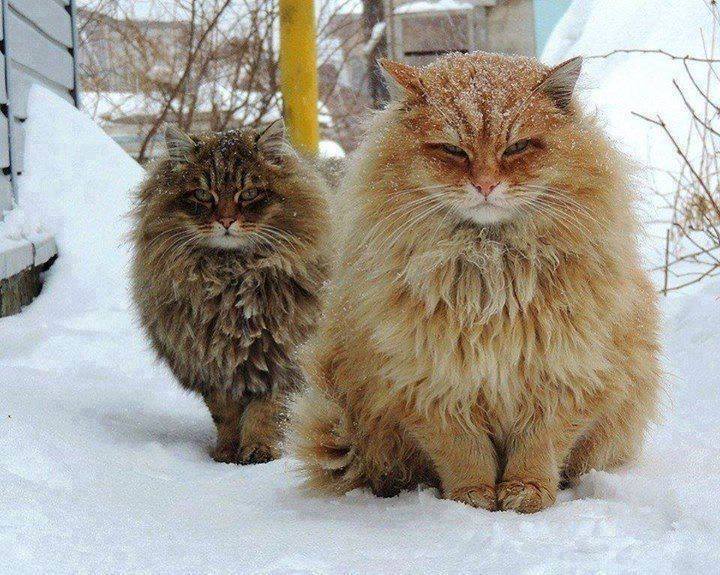 norweskie koty zimą