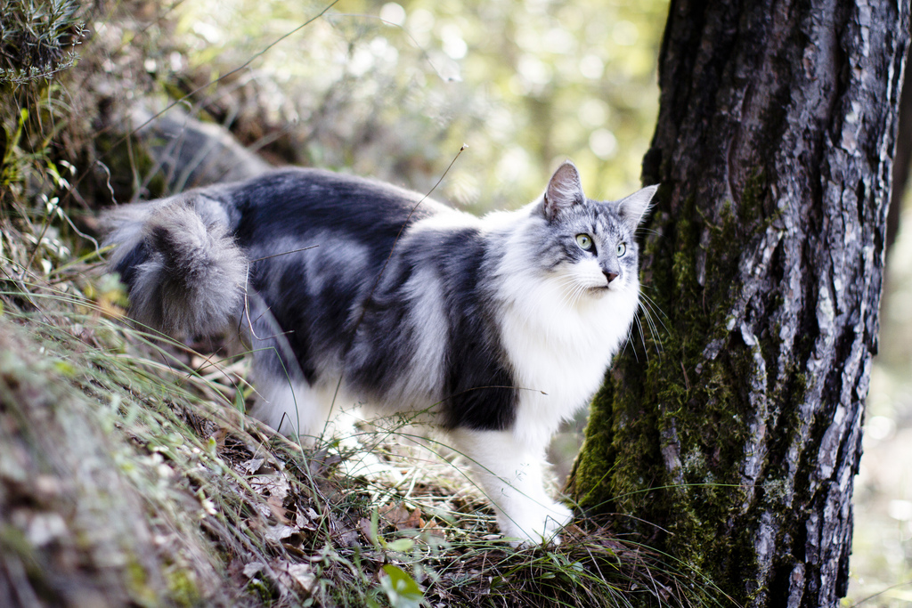 норвезький кіт гуляє на природі