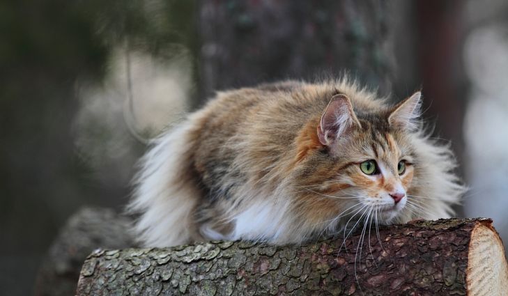 норвезький кіт під час полювання