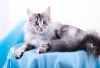 Description of the breed Norwegian forest cat: character, interesting facts and reviews