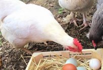 Wie füttern die Hühner-Hennen zu Hause und auf Geflügelfarmen?