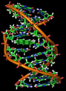 la estructura de los ácidos nucleicos