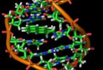 समारोह के डीएनए और इसकी संरचना