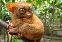 The Philippine tarsier interesting facts, photos