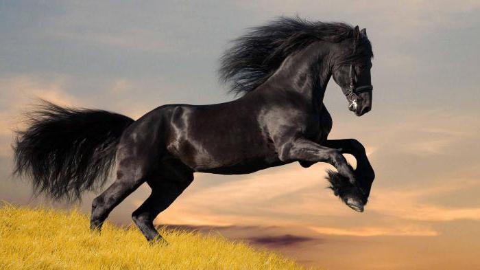 la interpretación de los sueños, el caballo negro