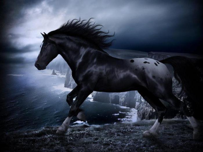 сонник чорний кінь