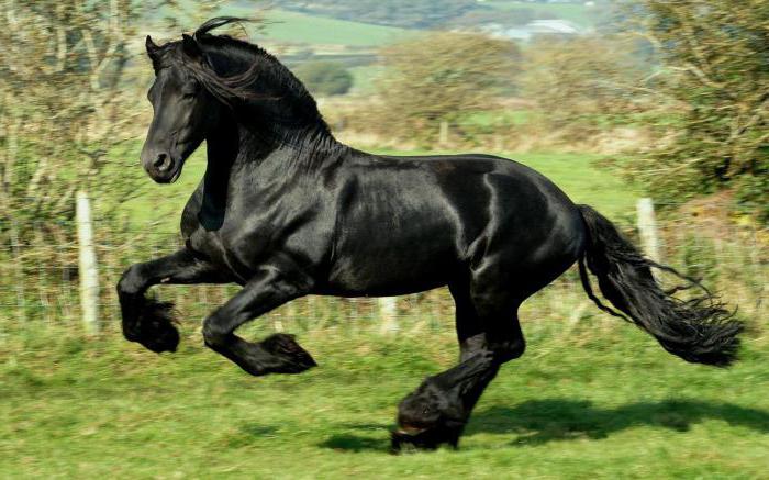 sennik czarny koń jeżdżenie