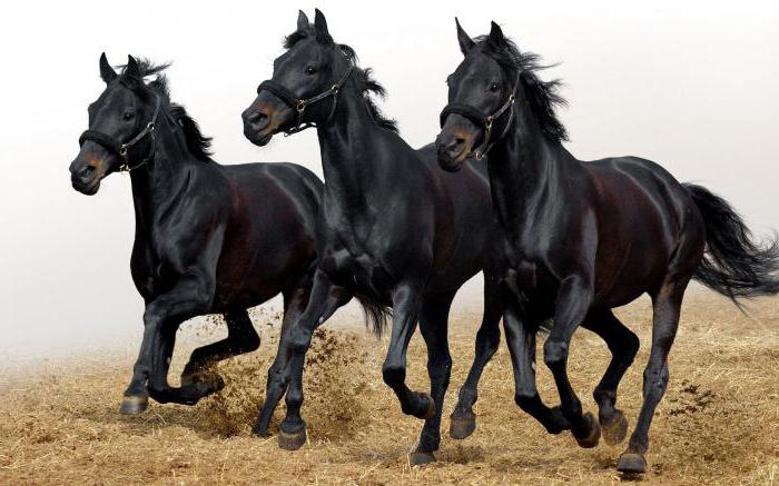 welche Träume Schwarzes Pferd im Traum