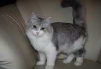Сібірскі кот - лепшы хатні гадаванец