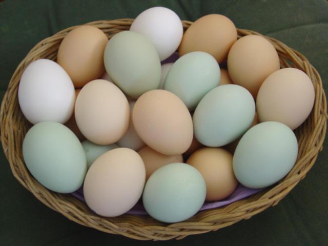  ¿cuántas proteínas de pollo en el huevo