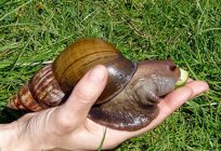 Snails in the aquarium: good or harm?