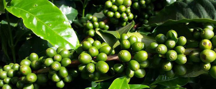 Складу кавового зерна кофеїн і теобромін