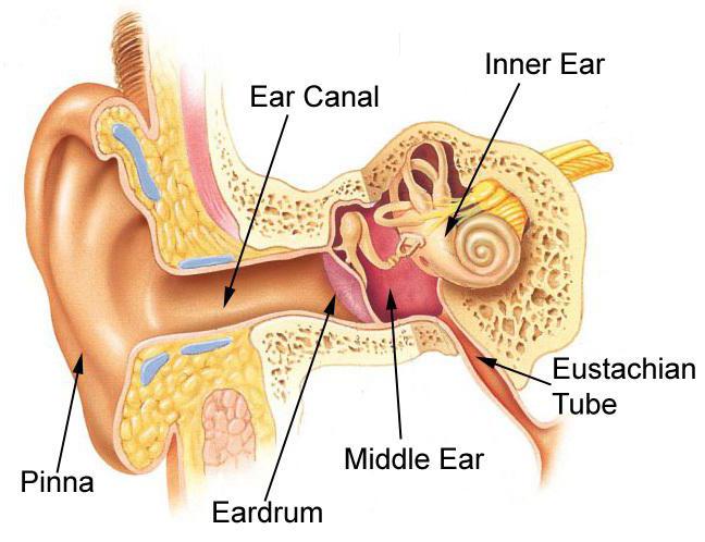 يمكنك دافئة على الأذن في الأذن الوسطى الحاد