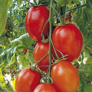 Tomaten Brawler