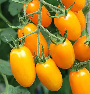 الطماطم Buyan وصف