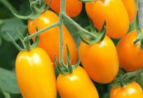الطماطم Buyan: وصف درجات استعراض
