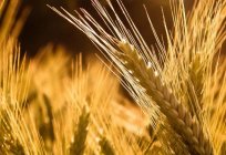 De donde cereales originarios: características de origen y la estructura de la