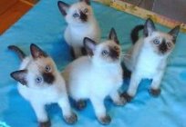 Was das Thai-Katzen: was ist zu erwarten von dieser Rasse Haustier