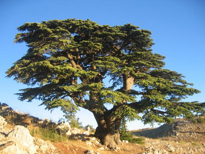 Libanon-Zeder