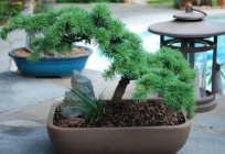 Cedar of Lebanon: description, distribution, use and cultivation at home