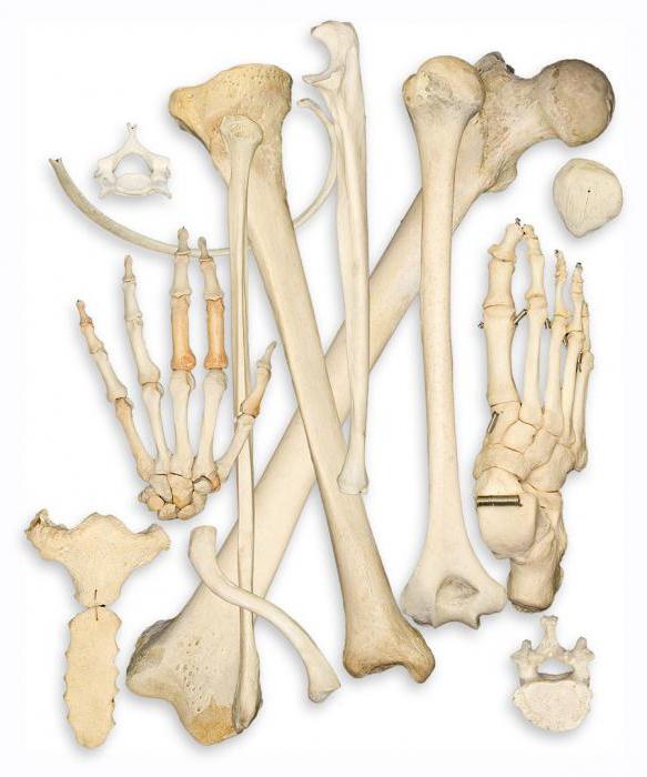 biologia do esqueleto