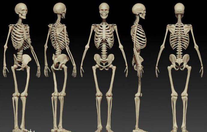 jakie znaczenie szkieletu